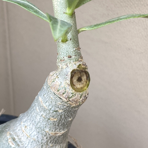 Discovered burnt stem due to sudden rain in hot weather. Had to cut off affected branch.