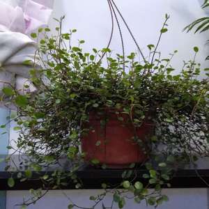 我新添加了一棵“千叶吊兰”到我的“花园”