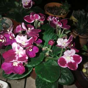 我新添加了一棵“紫罗兰”到我的“花园”