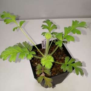 Pelargonium Incrassatum 红花洋葵1