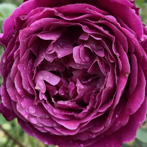 挺惊艳的伊芙旁系  初开玫红渐渐蜕变成紫红色的硕大花朵
