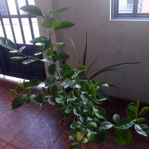 Citrus × aurantium (naranjo amargo)(2)