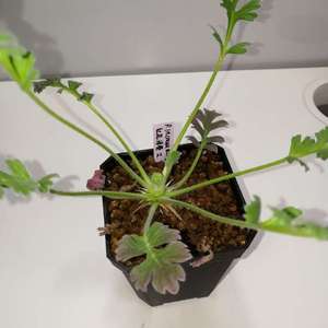 Pelargonium Incrassatum 红花洋葵2