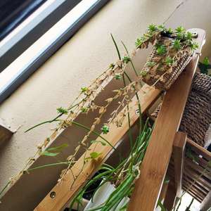我新添加了一棵“垂盆草”到我的“花园”