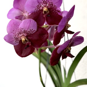 Purple variant. From Botanical Gardens Orchid Show RM35 each.