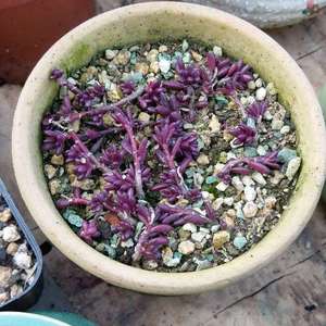 紫米粒