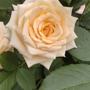 我新添加了一棵“2，蜜桃雪山玫瑰”到我的“花园”