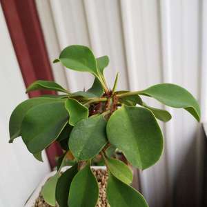 我新添加了一棵“黃花噴炎龍 Euphorbia capmanambatoensis”到我的“花園”。