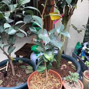 我新添加了一棵“茶花-龙火珠2”到我的“花园”