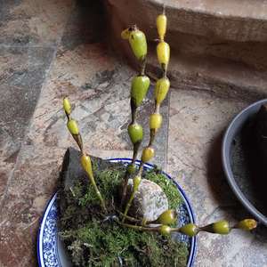 我新添加了一棵“枫腰石斛”到我的“花园”