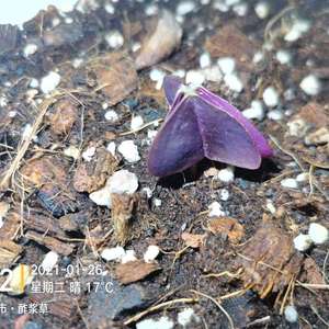 花园～紫色酢浆草（种球）