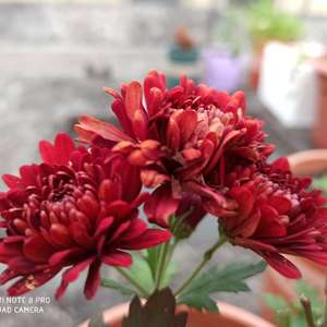 我新添加了一棵“荷兰菊—红”到我的“花园”
