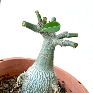Pruned my adenium so it will branch out more.