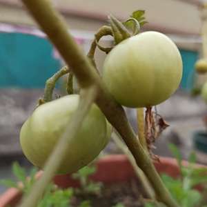 我新添加了一棵“樱桃番茄”到我的“花园”