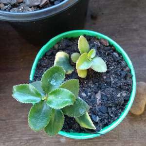Babys from leaves: different colors from the same plant!!!