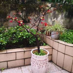 我新添加了一棵“红花三角梅”到我的“花园”