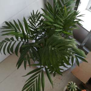 我新添加了一棵“椰子树”到我的“花园”