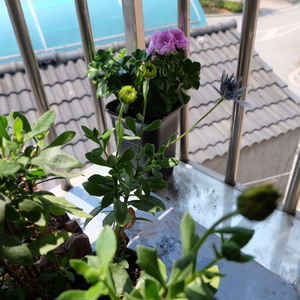 去年买的蓝目菊，今年花很多