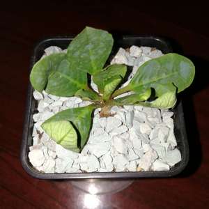 我新添加了一棵“Euphorbia primulifolia 樱花大戟”到我的“花园”