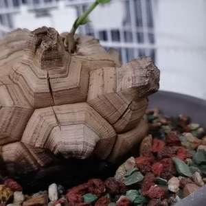 我新添加了一棵“南非龟甲龙28”到我的“花园”