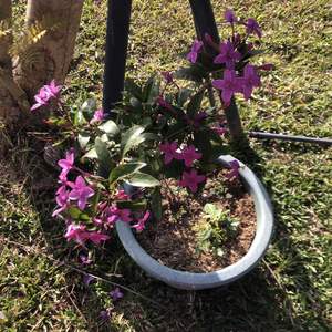 之前種在家裡的紫雲杜鵑，雖然都有開花，但搬到山上全日照（略遮蔭）並換了大盆後，花開的更盛了