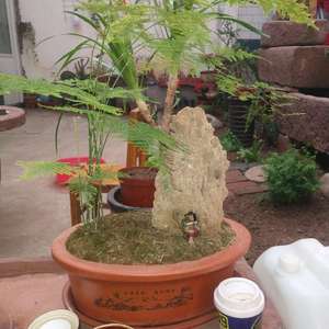 我新添加了一棵“茶盘文竹”到我的“花园”