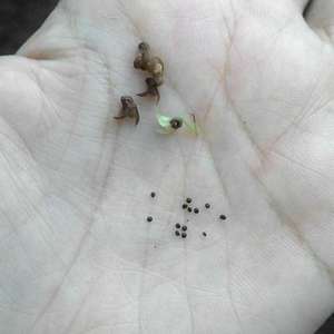 Tiny seeds