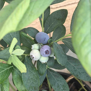 第一轮採收3颗蓝莓，小朋友给妈妈分享了一颗💖