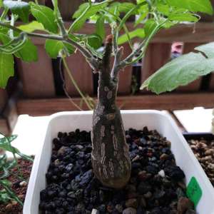 我新添加了一棵“沙漠苦瓜 Momordica rostrata”到我的“花園”。