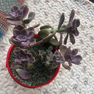 我新添加了一棵“紫乐”到我的“花园”