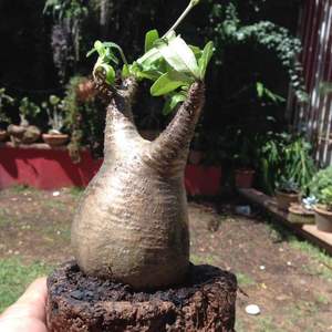 I Nuevo agregado un Pachypodium roselatum gracilius en mi jardín