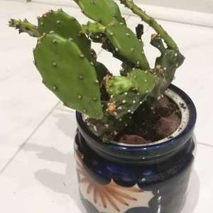 Any idea on the species of Opuntia? Looks bent because it fell off a table. Second image is from about a year ago.