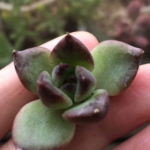 紫晶（19.8）多肉植物