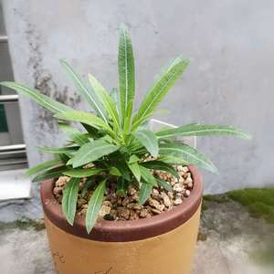 我新添加了一棵“西巴女王之玉栉  Pachypodium densiflorum var  densiflorum”到我的“花园”