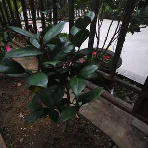 我新添加了一棵“茶花15-红叶贝拉2”到我的“花园”