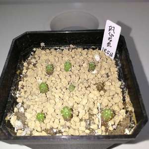 Gymnocalycium paraguayense 海王丸