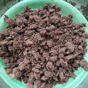 自配土：泥炭土发发得5，赤玉土3，椰糠、蛇木屑、砻糠灰、杂颗粒各1。