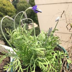 我新添加了一棵“薰衣草～10”到我的“花园”