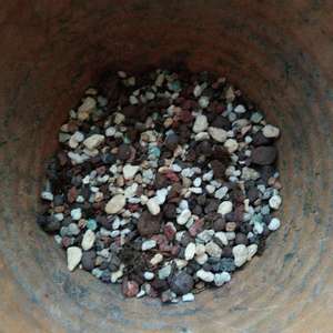 自配土：泥炭土发发得5，赤玉土3，椰糠、蛇木屑、砻糠灰、杂颗粒各1。