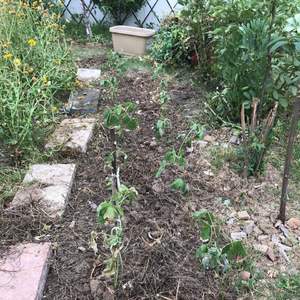 我新添加了一棵“黄豆”到我的“花园”