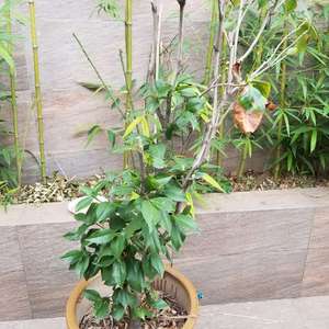 我新添加了一棵“山茶花”到我的“花园”