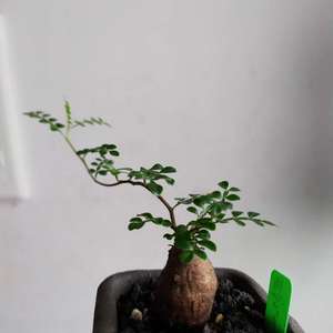 我新添加了一棵“列加氏漆樹 Operculicarya decaryi”到我的“花園”。