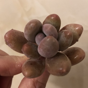 桃美人（2.5）多肉植物