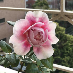 Rose-Fragrance 芳香王