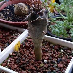 我新添加了一棵“亞阿相界 Pachypodium geayi”到我的“花園”。
