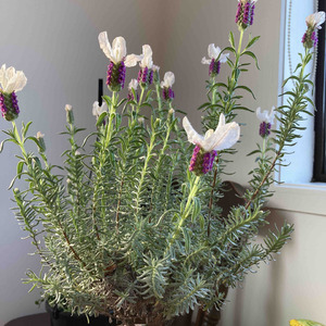 薰衣草比較特別的品種，頂端白色，穗狀花序是紫色的，看起來更清新優雅些。