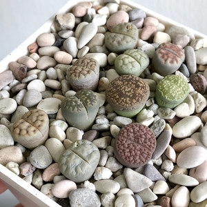 Additional Lithops from LS Suculents. RM20.00