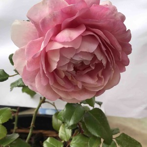 Rose-Fragrance 芳香王