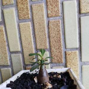 我新添加了一棵“索科特拉巨大沙玫 Adenium socotranum”到我的“花園”。