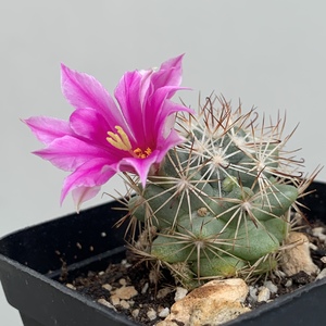 It has a beautiful bloom for such a small cactus.